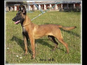 Belgick ovk  -  malinois