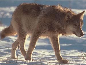 Vlk - Canis lupus