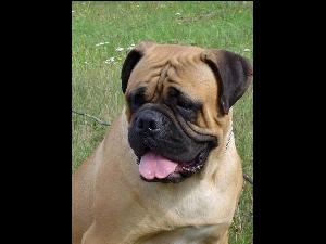 bulmastif  bullmastiff