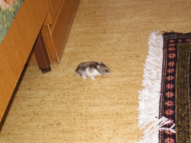 Ňumi