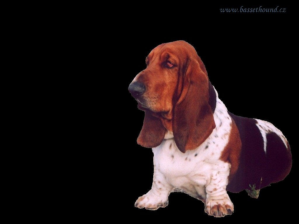 Basset on the black