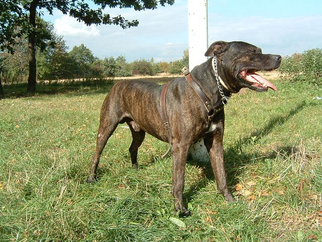 Bandog