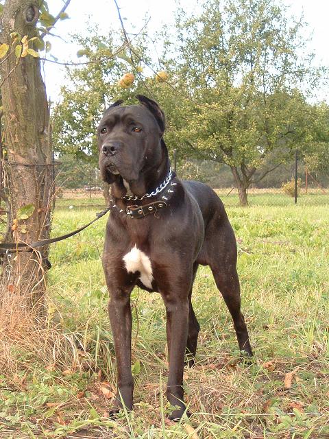 CANE CORSO