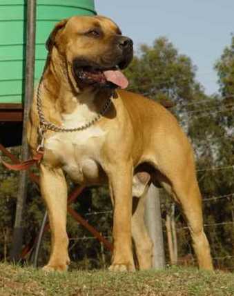 Boerboel