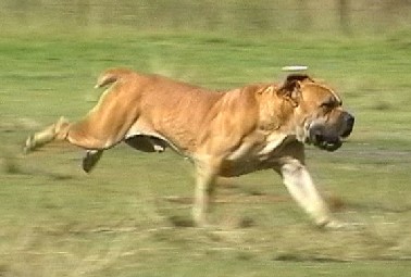 boerboel v pohybu