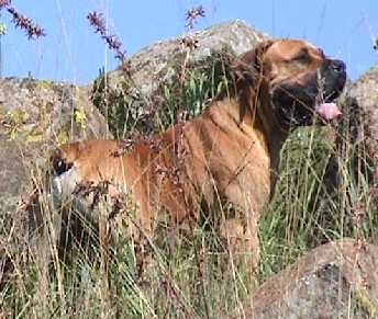 Boerboel