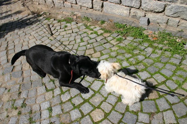Maláxvelká, bíláxčerná