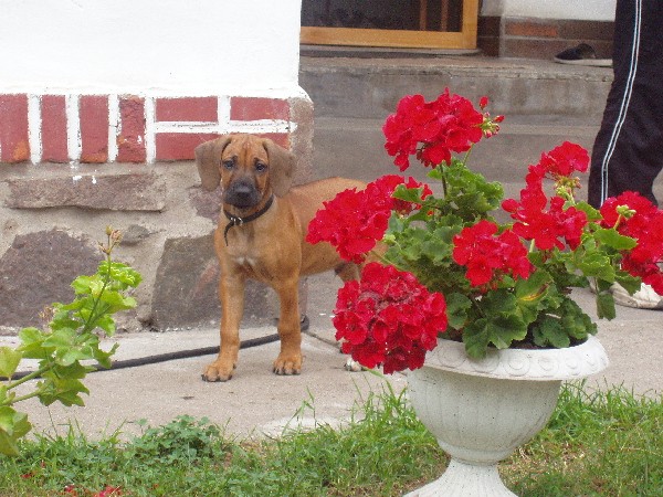 Vincent  (8. týden)