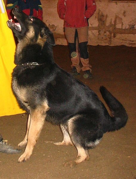 revír
