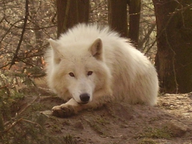 vlčátko