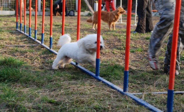 agility1