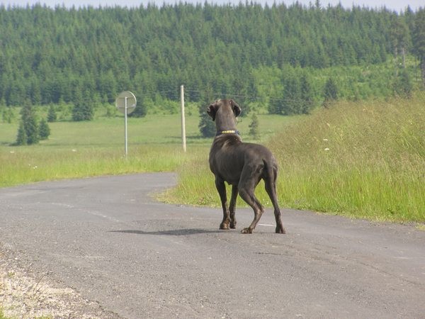 Lulu Dajhar-dog