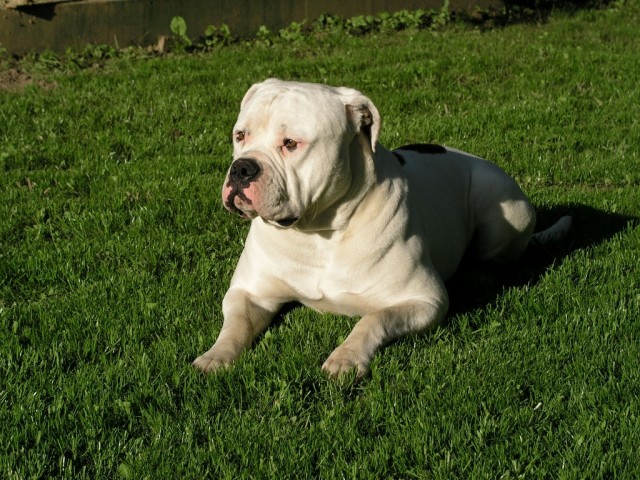 Bax-american bulldog