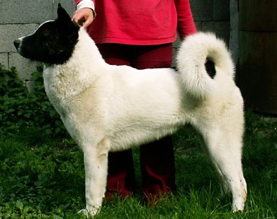 Bond Cushi MO’T Bear-Key