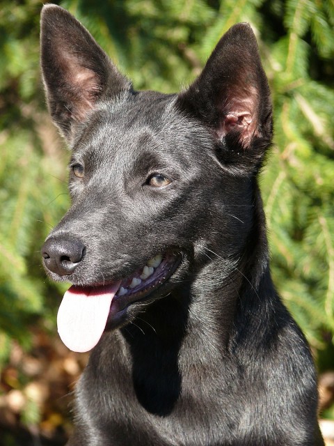 Arie - australská kelpie
