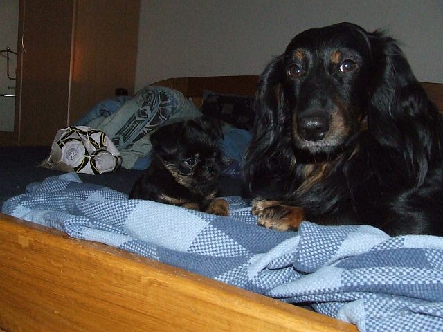 Rufus a Faustík