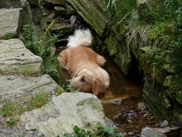 Barney má rád prostě vodu. :)