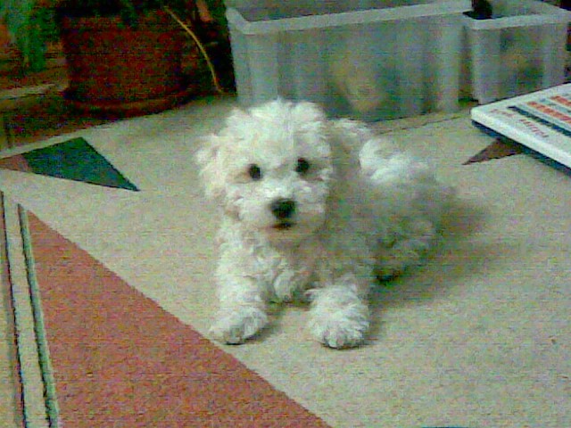 Samík 4.5.08