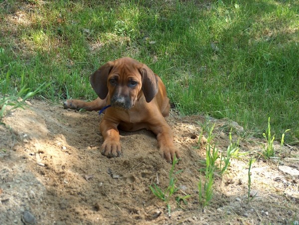 www.ridgeback-teplice.eu