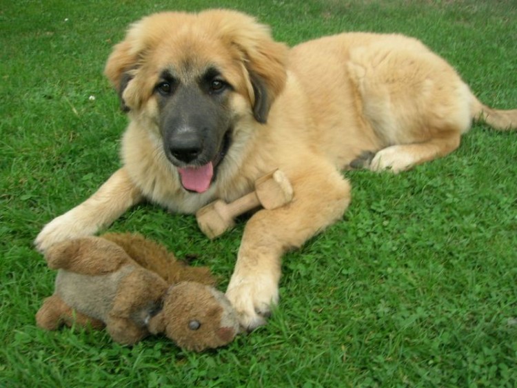 Leonberger