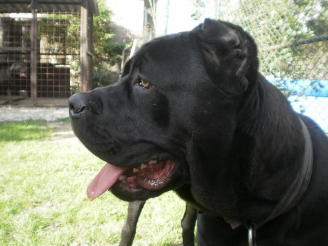 Bandog Axis - portrt