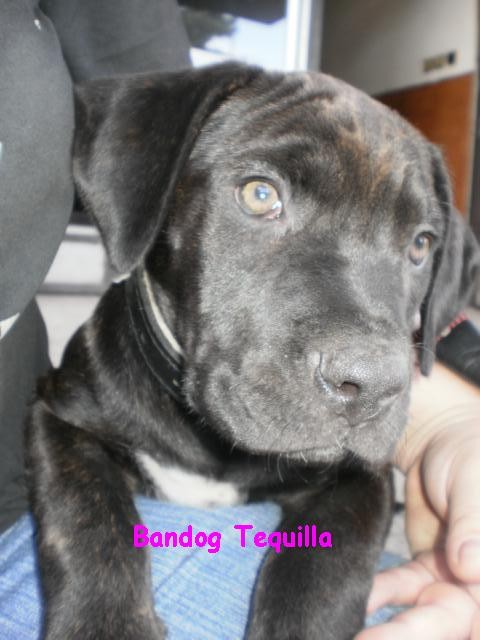 Bandog equilla - portrétT