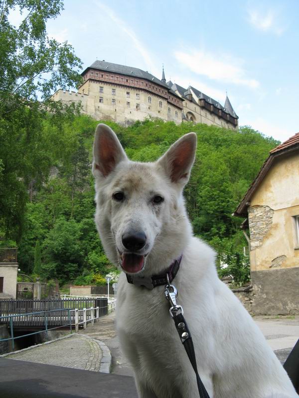 Čuně na Karlštějně