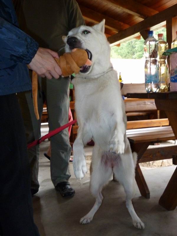 Zabiju plyka