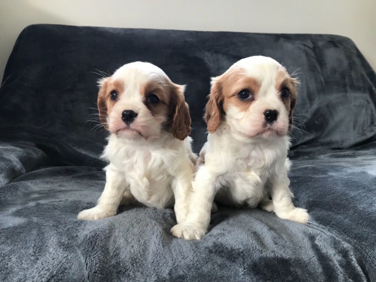 Štěňata Cavalier King charles
