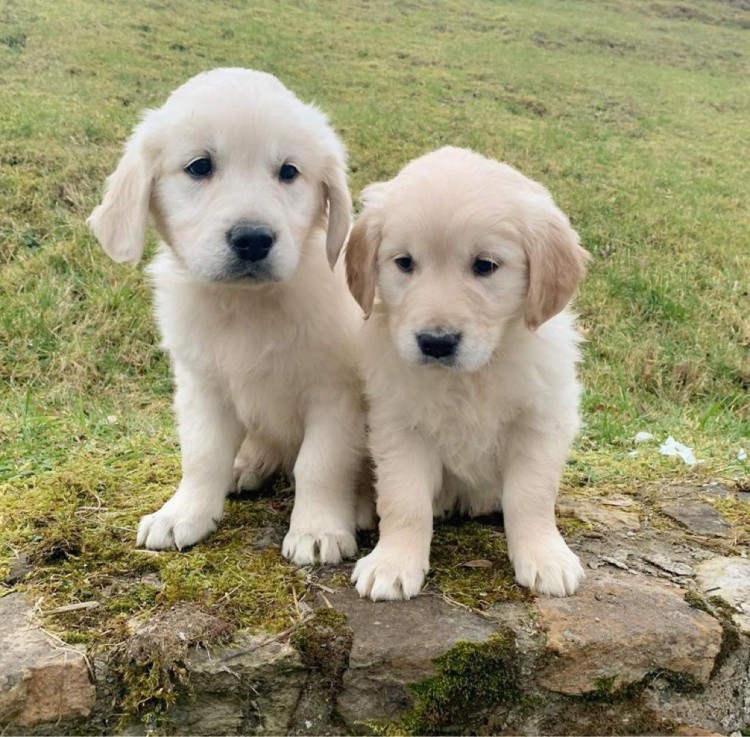 Golden Retriever Pupppies Kennel Club Registrován