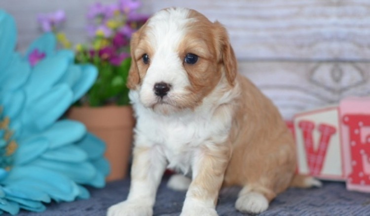 Registrovan tata Cavapoo