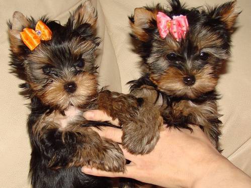 Little Yorkie tata k ADOPCI