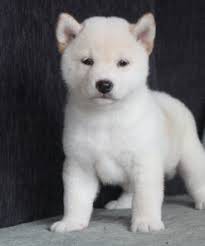 Zdrav tata Shiba Inu k adopci