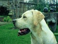 Labrador Retriever II.