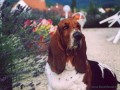 Basset a levadule - 2