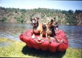 Tři psi ve člunu