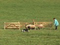 zahánění ovcí do košáru