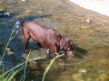 vodn pes