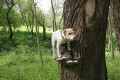 Bára na stromě