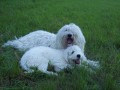 komondor - feny