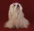 Vanilla Star - Lili