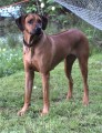 www.ridgeback-teplice.eu