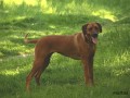 www.ridgeback-teplice.eu