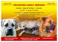 boerboel s PP