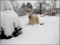 wheaten Ellora Grace