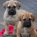 boerboel  - 8 tdn