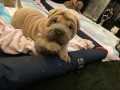 Ndhern tata Shar Pei