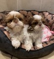 Krsn ttka Shiz Tzu