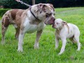 Alapaha Blue Blood Bulldog tata