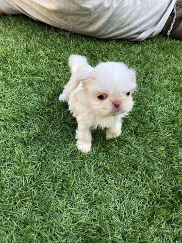 Shih-Tzu štěňata 